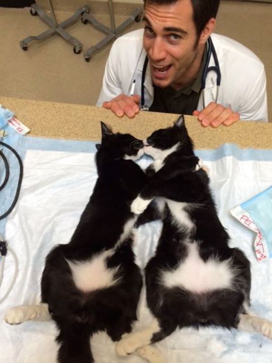 The Smartest Animal Doctor Ever