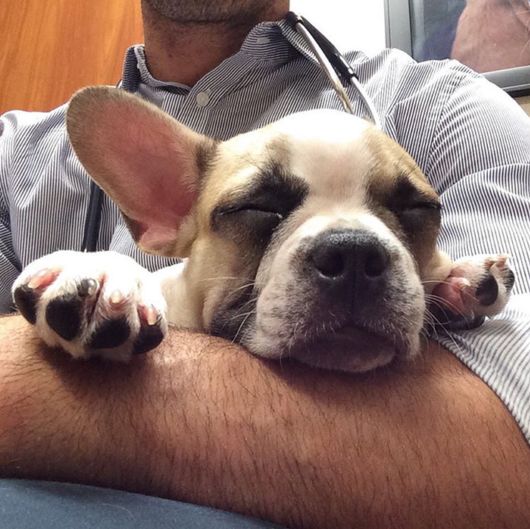 The Smartest Animal Doctor Ever