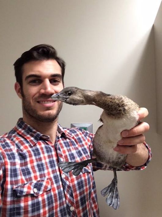 The Smartest Animal Doctor Ever