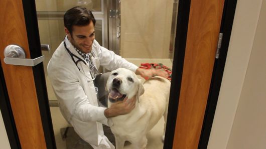 The Smartest Animal Doctor Ever