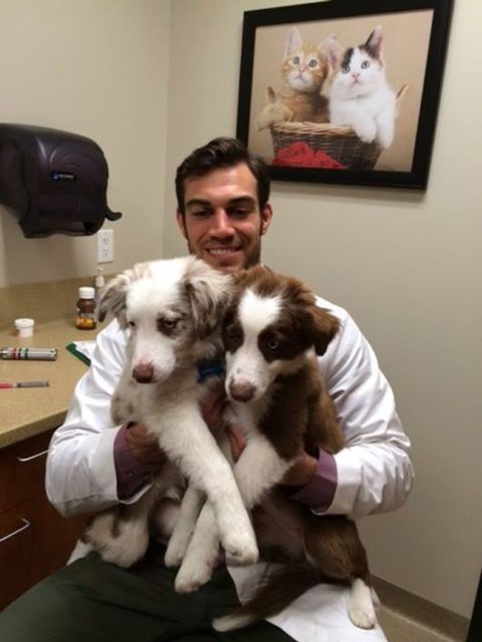 The Smartest Animal Doctor Ever