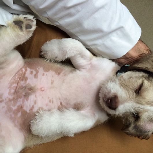 The Smartest Animal Doctor Ever