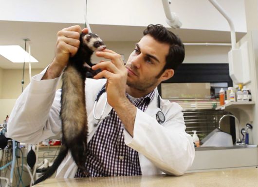 The Smartest Animal Doctor Ever