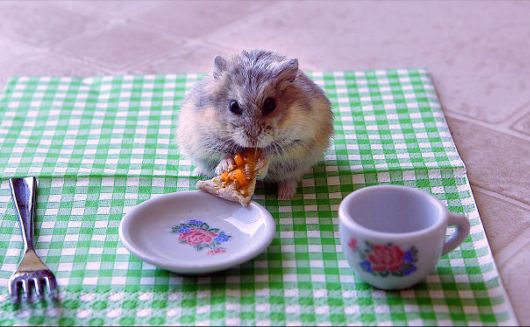 Funny Photos Of Animals Eating That Will Make You Smile