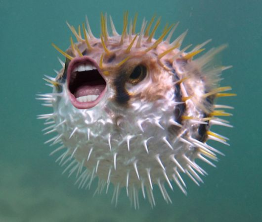 Funniest Hobby – Putting Donald Trump's Mouth On Pufferfish | Funzug.com