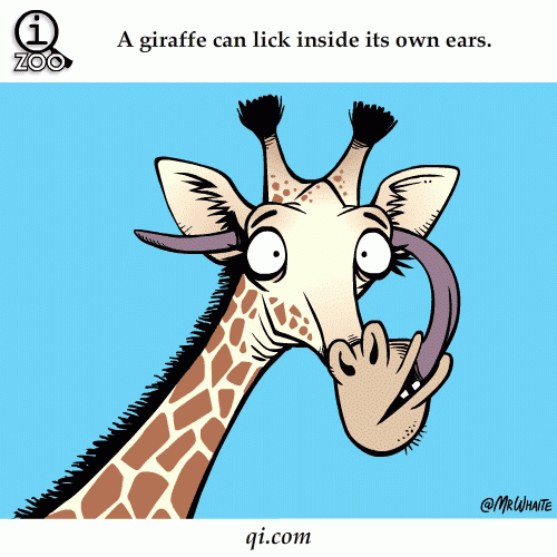 Animal Facts In Funny Animations