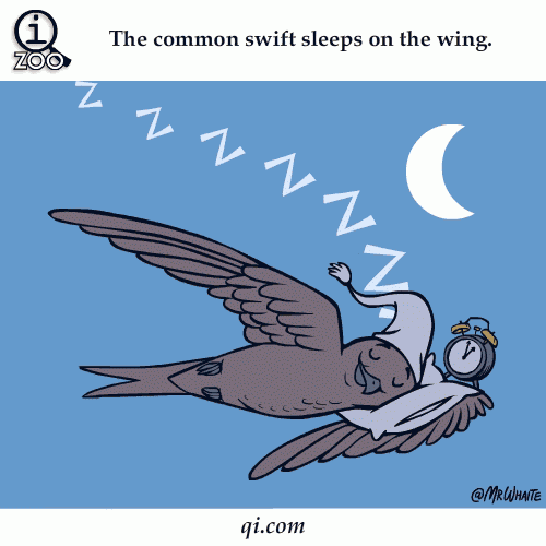 Animal Facts In Funny Animations