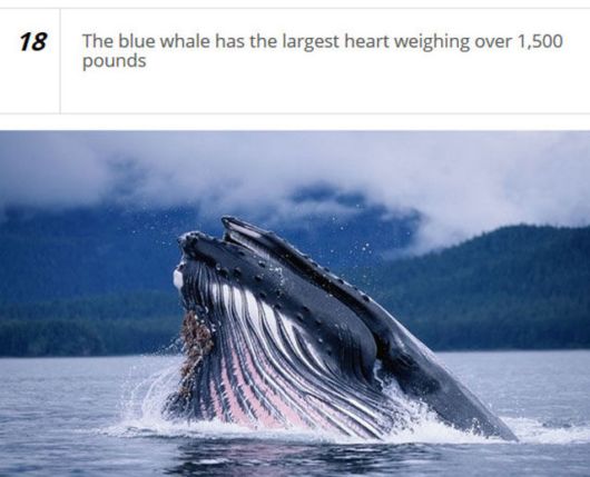 Cool Facts About The Human Heart