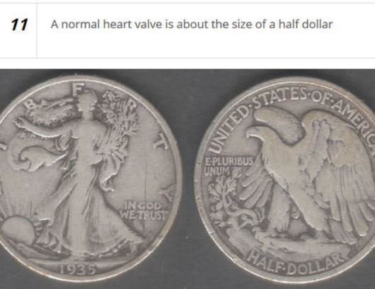 Cool Facts About The Human Heart