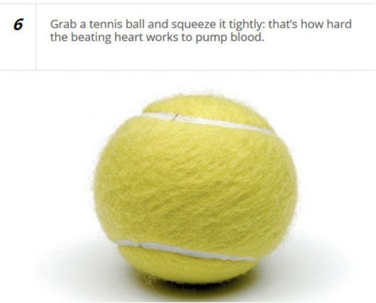 Cool Facts About The Human Heart