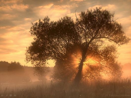 Beautiful Morning Mist And Fog