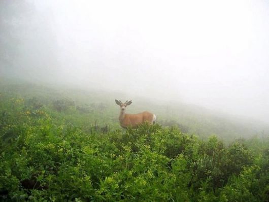 Beautiful Morning Mist And Fog