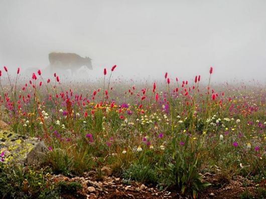 Beautiful Morning Mist And Fog