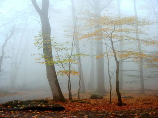 Beautiful Morning Mist And Fog