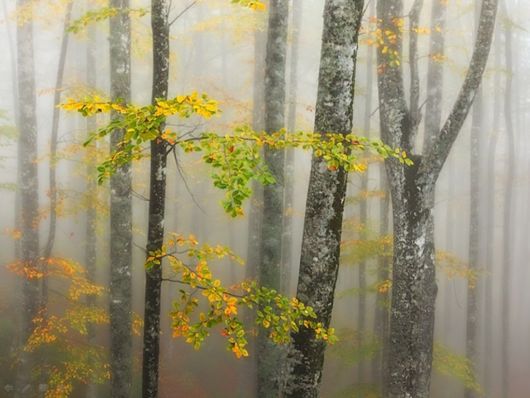 Beautiful Morning Mist And Fog