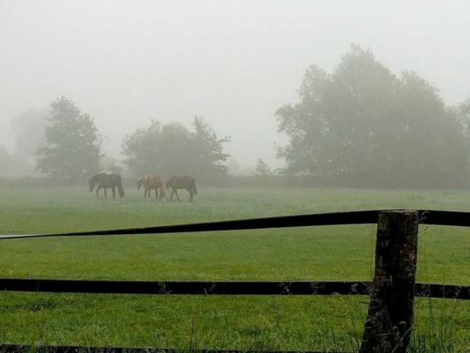 Beautiful Morning Mist And Fog