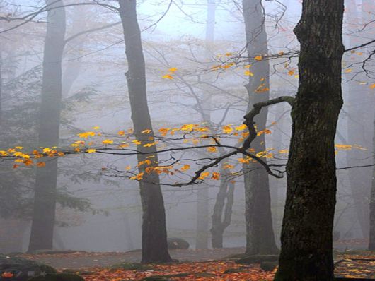 Beautiful Morning Mist And Fog