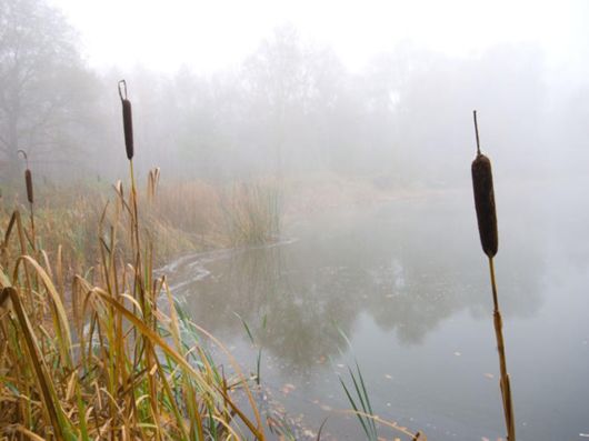 Beautiful Morning Mist And Fog