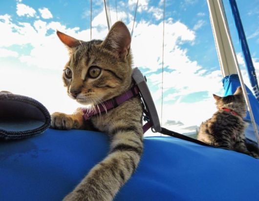 Adventure Lover Abandoned Kittens Taken Over By A Family