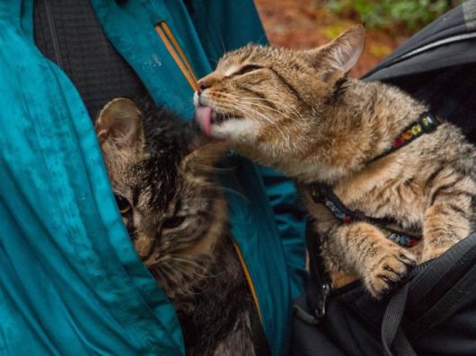 Adventure Lover Abandoned Kittens Taken Over By A Family