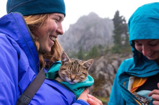 Adventure Lover Abandoned Kittens Taken Over By A Family