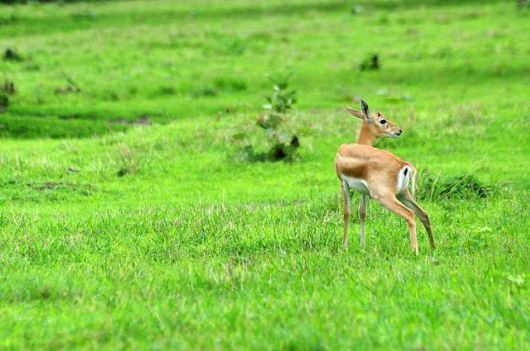 11 Of The Greenest Cities In India