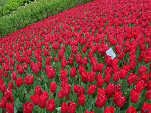 Ooty - Beautiful Hill Station In South India