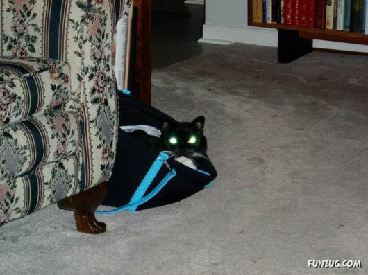 Animals Eyes In The Dark Under Flash Light