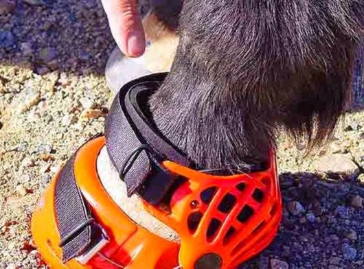 Awesome Creative Horse Shoes