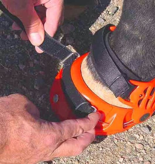 Awesome Creative Horse Shoes