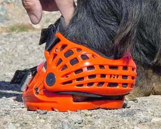 Awesome Creative Horse Shoes