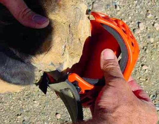 Awesome Creative Horse Shoes