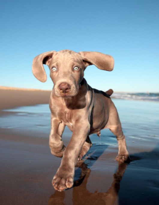 Cutest Dog Photos In Existence