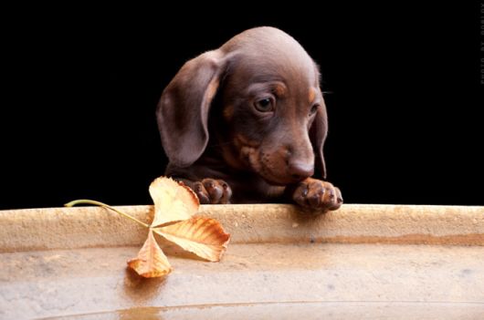 Cutest Dog Photos In Existence