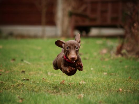 Cutest Dog Photos In Existence