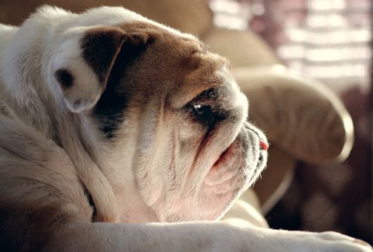 Cutest Dog Photos In Existence