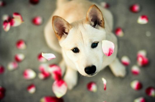 Cutest Dog Photos In Existence