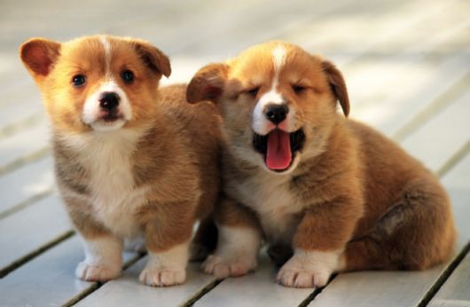 Cutest Dog Photos In Existence