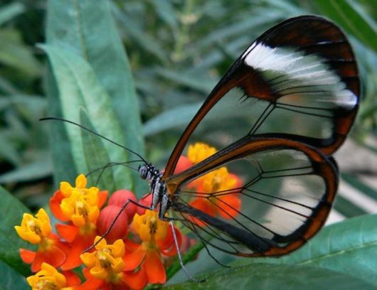 Beautiful Glasswinged Transparent Butterfly