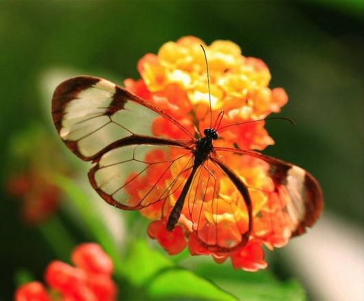 Beautiful Glasswinged Transparent Butterfly