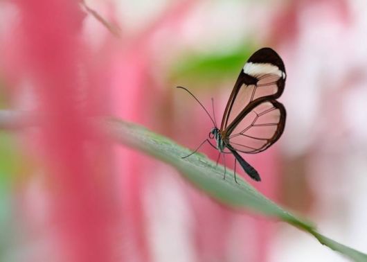 Beautiful Glasswinged Transparent Butterfly