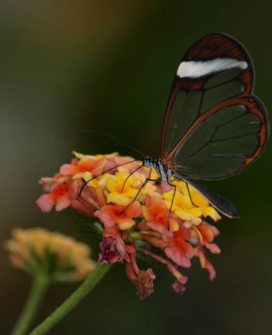 Beautiful Glasswinged Transparent Butterfly