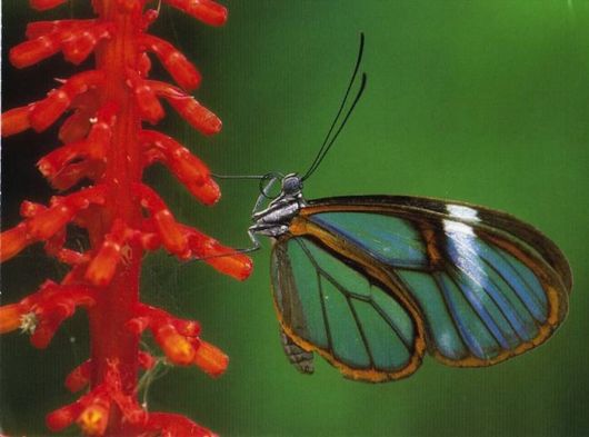 Beautiful Glasswinged Transparent Butterfly